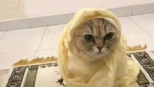 PP kucing oyen siap tarawih di bulan ramadhan